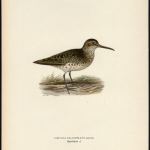 Limicola Falcinellus Broad Billed Sandpiper Von Wright 1917