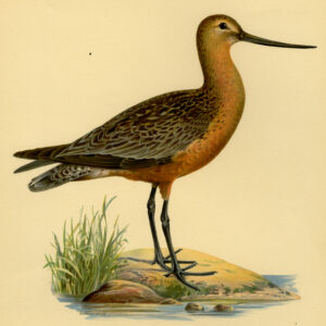 Limosa Lapponica Bar Tailed Godwit Von Wright 1917