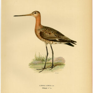 Limosa Limosa Black Tailed Godwit Von Wright 1917