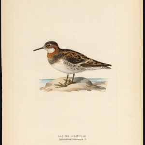 Phalaropus Lobatus Red Necked Phalarope Von Wright 1917