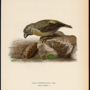 Loxia Pytyopsittacus Parrot Crossbill Female Von Wright 1917