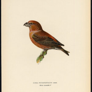 Loxia Pytyopsittacus Parrot Crossbill Male Von Wright 1917