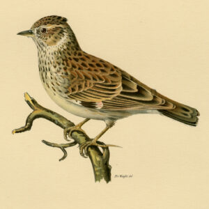 Lullula Arborea Woodlark Von Wright 1917