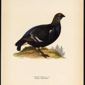 Tetrao Tetrix Black Grouse Lyrurus Zomer Plumage Von Wright 1917