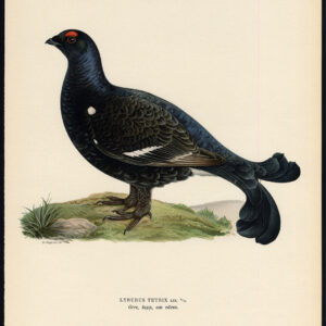 Tetrao Tetrix Black Grouse Lyrurus Von Wright 1917