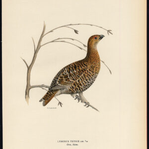 Tetrao Tetrix Black Grouse Lyrurus Ii Von Wright 1917