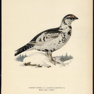 Zwart Grouse Willow Ptarmigan Crossbreed Von Wright 1917