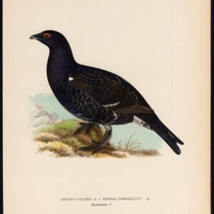 Black Grouse Western Capercaillie Crossbreed Male Von Wright 1917
