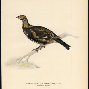 Black Grouse Western Capercaillie Crossbreed Ii Von Wright 1917