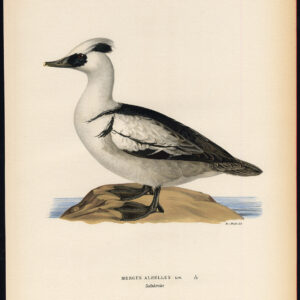 Mergus Albellus Smew Duck Von Wright 1917