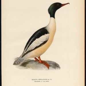 Mergus Merganser Gewone Goosander Duck Male Von Wright 1917