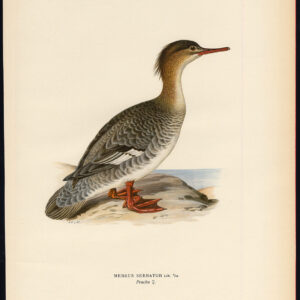Mergus Serrator Red Breasted Merganser Duck Female Von Wright 1917