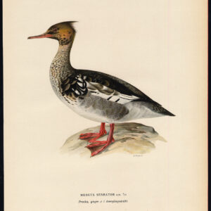 Mergus Serrator Red Breasted Merganser Duck Male Von Wright 1917