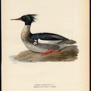 Mergus Serrator Red Breasted Merganser Duck Iii Von Wright 1917