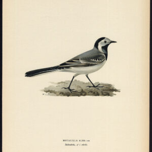Motacilla Alba White Watgail Male Von Wright 1917