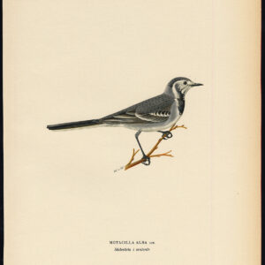 Motacilla Alba Witte Waltail Winterplumage Von Wright 1917