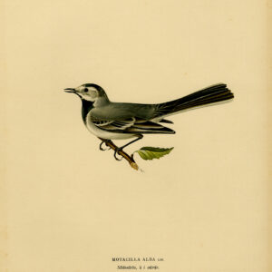 Motacilla Alba White Watgail Female Von Wright 1917