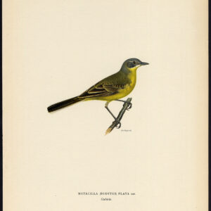 Motacilla Flava Western Gele Waltail Von Wright 1917