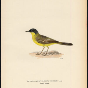 Motacilla Flava Thunbergi Dark Headed Watgail Von Wright 1917