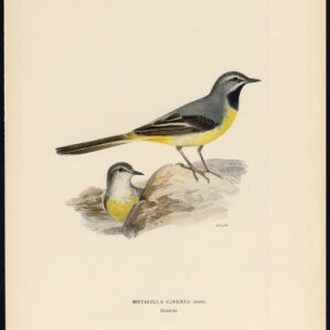 Motacilla Cinerea Grey Watgail Von Wright 1917