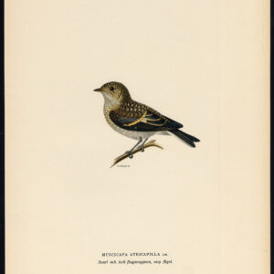 Ficedula Hypoleuca Pied Flycatcher Young Von Wright 1917