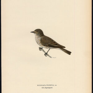Muscicapa Ficedula Grey Flycatcher Von Wright 1917