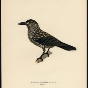Nucifraga Caryocatactes Gespotde Nutcracker Von Wright 1917