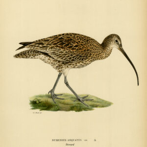 Numenius Arquatus Eurasian Curlew Von Wright 1917