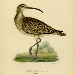 Numenius Phaeopus Whimbrel Von Wright 1917