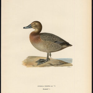 Aythya Ferina Gewone Pochard Eend Female Von Wright 1917