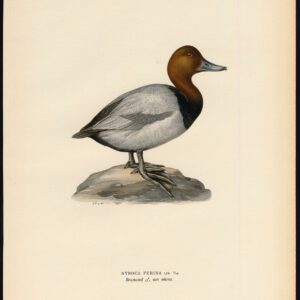Aythya Ferina Gewone Pochard Eend Male Von Wright 1917