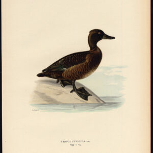 Aythya Fuligula Tufted Duck Female Von Wright 1917