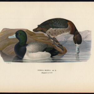 Aythya Marila Groter Scaup Duck Female Von Wright 1917