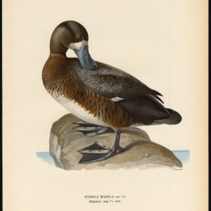 Aythya Marila Grotere Scaup Duck Jonge Mannelijke Von Wright 1917