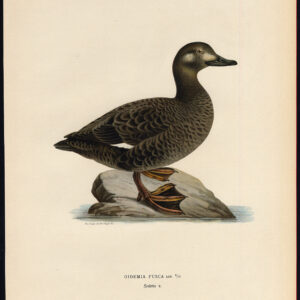 Melanitta Fusca Velvet Duck Female Von Wright 1917