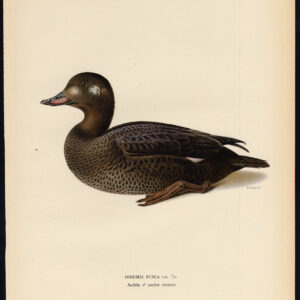 Melanitta Fusca Velvet Eend Winter Plumage Von Wright 1917