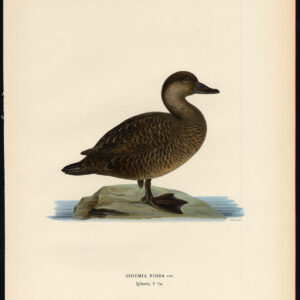 Melanitta Nigra Gewone Scoter Duck Female Von Wright 1917
