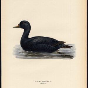 Melanitta Nigra Gewone Scoter Duck Male Von Wright 1917
