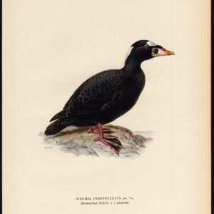 Melanitta Perspicillata Surf Scoter Duck Male Von Wright 1917