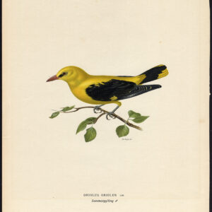Oriolus Oriolus Gouden Oriole Von Wright 1917