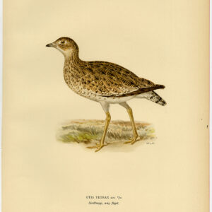 Otis Tetrax Little Bustard Von Wright 1917