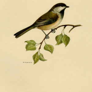 Poecile Cinctus Grey Headed Chickadee SiberiëN Tit Von Wright 1917