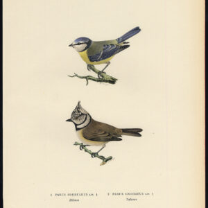 Cyanistes Caeruleus Cersted Tit Blue Cristatus Von Wright 1917