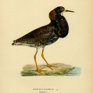 Philomachus Pugnax Pavoncella Ruff Von Wright 1917