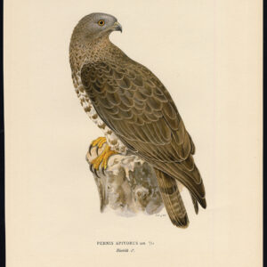 Pernis Apivorus Europese Honingbuzzard Von Wright 1917