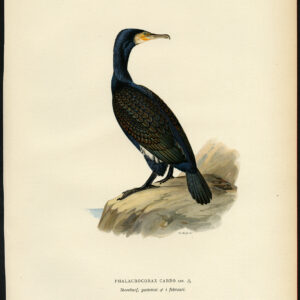 Phalacrocorax Carbo Grote Zwarte Aalschols Von Wright 1917