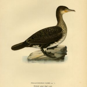 Phalacrocorax Carbo Grote Zwarte Aalschols Young Von Wright 1917