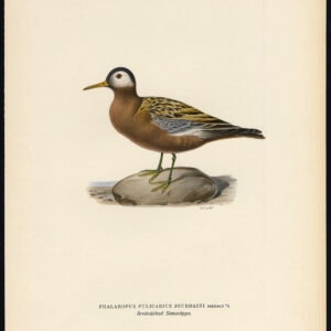 Phalaropus Fulicarius Red Phalarope Grey Von Wright 1917