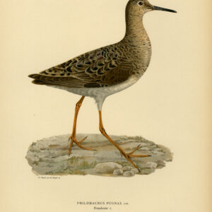 Philomachus Pugnax Ruff Female Von Wright 1917