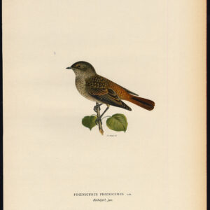 Phoenicurus Phoenicurus Gewone Redstart Young Von Wright 1917